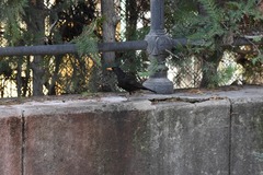 Turdus merula