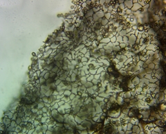 Stemonitis pallida