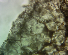 Stemonitis pallida