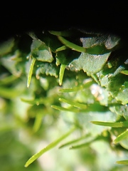 Notothyladaceae