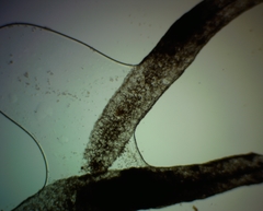 Stemonitis pallida