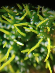 Notothyladaceae