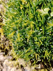 Notothyladaceae