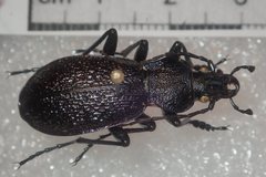 Carabus croaticus bosnicus
