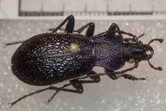 Carabus croaticus bosnicus