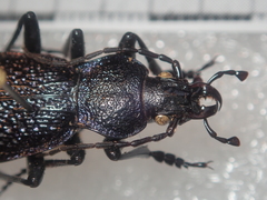 Carabus croaticus bosnicus