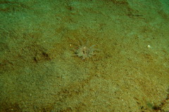 Harenactis attenuata