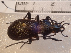 Carabus croaticus bosnicus