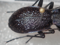 Carabus croaticus bosnicus