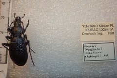 Carabus croaticus bosnicus