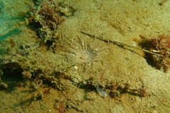 Harenactis attenuata