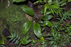 Chlorospatha