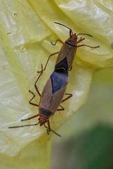 Dysdercus ruficollis