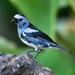 White-bellied Tanager - Photo (c) Luciano Bernardes, some rights reserved (CC BY-NC), uploaded by Luciano Bernardes