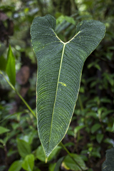 Anthurium bernalii