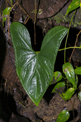 Chlorospatha