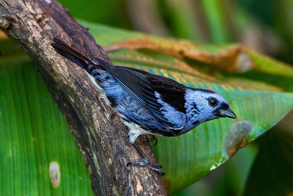 White-bellied Tanager photo