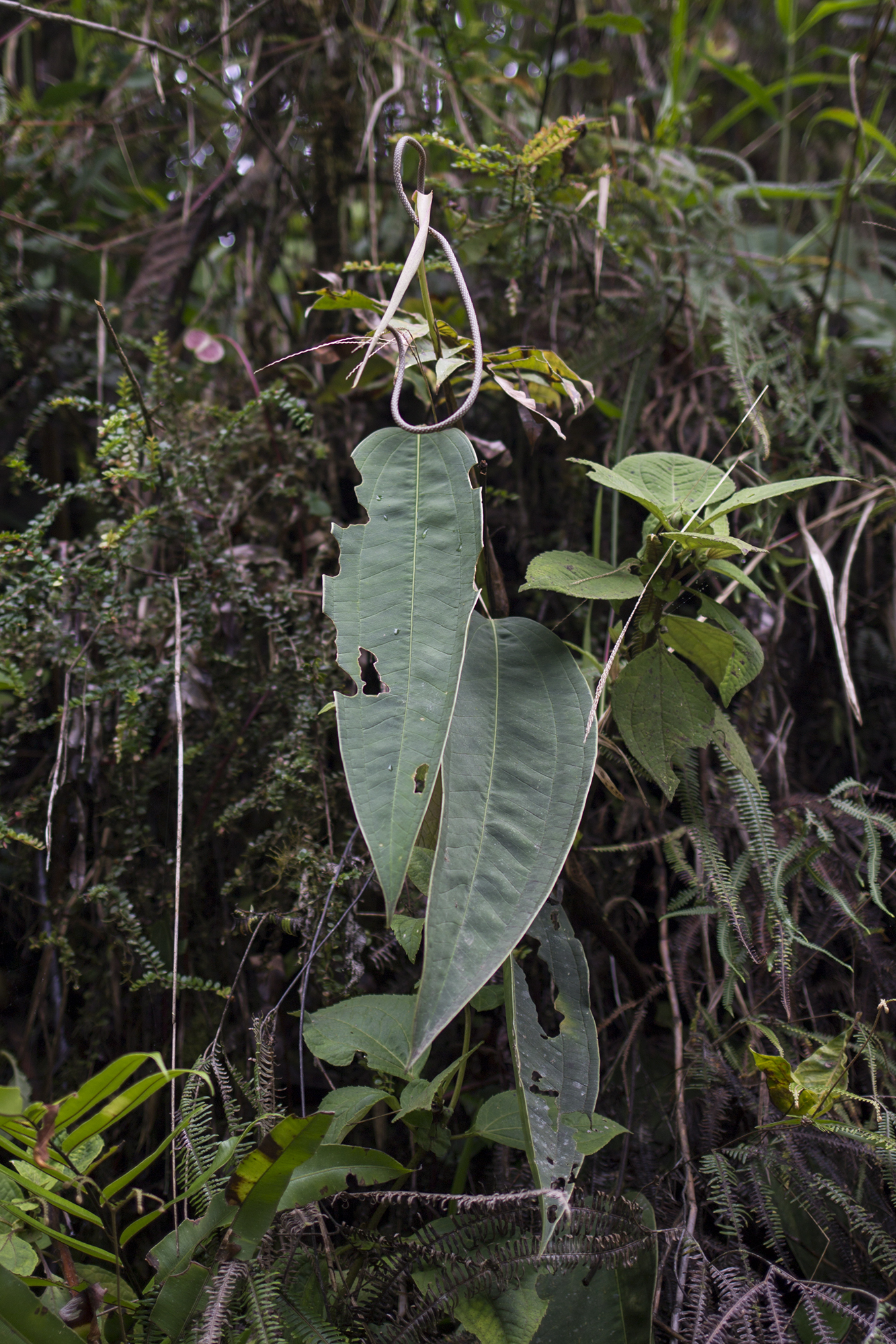 Anthurium pendulispadix Croat