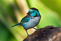 Tangara velia cyanomelas
