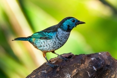 Tangara velia cyanomelas