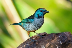 Tangara velia cyanomelas