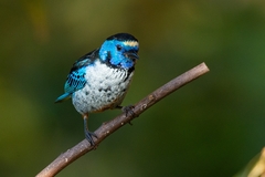 Tangara velia cyanomelas
