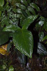 Chlorospatha