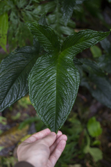 Chlorospatha