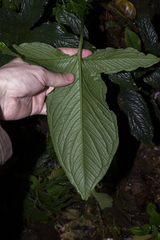 Chlorospatha