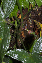 Chlorospatha