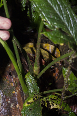 Chlorospatha