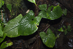 Chlorospatha