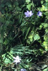 Agrostocrinum scabrum