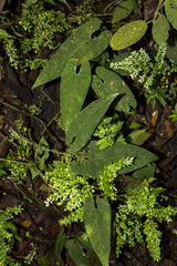 Anthurium corrugatum