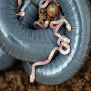 Ringed Caecilian