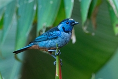 Tangara velia cyanomelas