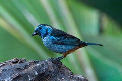 Tangara velia cyanomelas