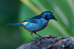 Tangara velia cyanomelas