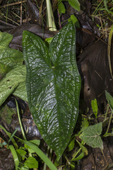 Chlorospatha