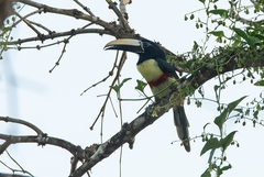 Pteroglossus aracari
