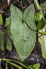 Chlorospatha