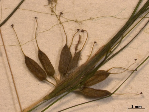 Representative image of Althenia orientalis