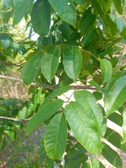 Astronium graveolens