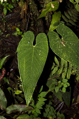 Anthurium corrugatum