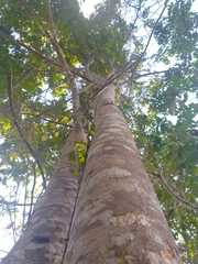 Astronium graveolens