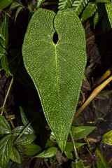 Anthurium corrugatum