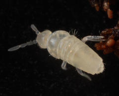 Pseudosinella rolfsi