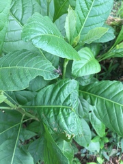 Diptera