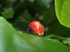 Calliphara imperialis