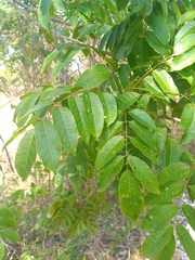 Astronium graveolens